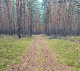 Прирезка лесных участков Кадастровые работы в Казани